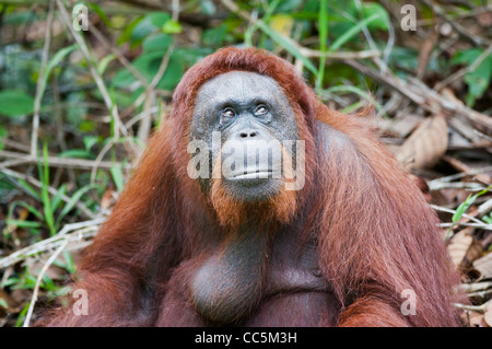 Un portrait d'une nature sauvage mais habitué mâle adulte orang-outan assis sur le sol à Camp Leakey, Tanjung Puting NP, Bornéo Indonésie Banque D'Images