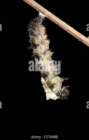 La métamorphose d'un petit papillon écaille (Aglais urticae) larve dans une chrysalide. 3 de 7. Banque D'Images