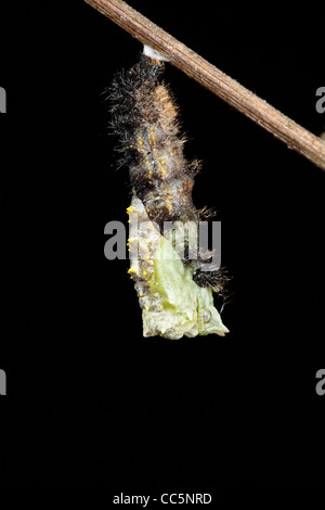 La métamorphose d'un petit papillon écaille (Aglais urticae) larve dans une chrysalide. 4 de 7. Banque D'Images