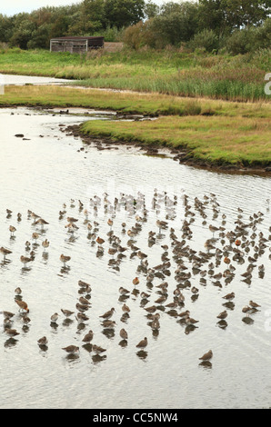 Gîte de haute marée de barges à queue noire et l'harelde boréale commune dans une éraflure à Leighton Moss. Le Lancashire, Angleterre. Banque D'Images