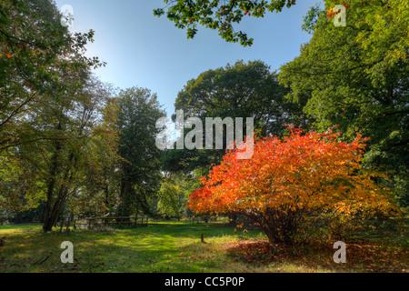 L'automne dans l'Arboretum, Cyril Hart avec un grand feuillage d'automne, Fothergilla. Forêt de Dean, Gloucestershire, Angleterre. Banque D'Images