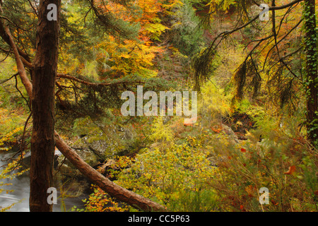 Couleurs d'automne de hêtre et d'autres arbres dans la gorge de la rivière North Esk, connu sous le nom de roches de la Solitude. L'Écosse. Banque D'Images