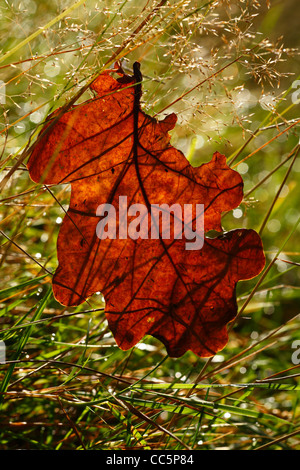 Fallen chêne sessile (Quercus petraea) des feuilles en automne. Powys, Pays de Galles, octobre. Banque D'Images