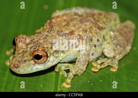 Un mignon Amazon Snouted Frog (Scinax ictericus) en Amazonie péruvienne de beaucoup d'espace pour le texte Banque D'Images