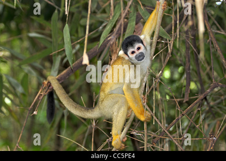 Un mignon et curieux WILD singe-écureuil (Saimiri boliviensis) dans l'Amazonie péruvienne Banque D'Images