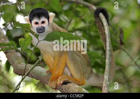 Un mignon et curieux WILD singe-écureuil (Saimiri boliviensis) dans l'Amazonie péruvienne Banque D'Images