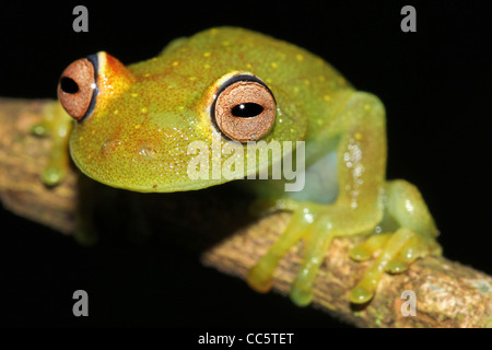 Une peau rugueuse de verre vert rainette versicolore (Hypsiboas cinerascens) en Amazonie péruvienne isolé sur noir avec un espace réservé au texte Banque D'Images