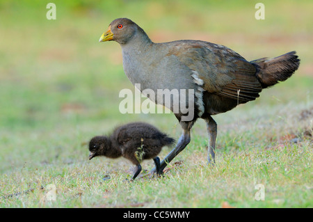 Originaire de Tasmanie Hen Gallinula mortierii Des profils avec chick photographié en Tasmanie, Australie Banque D'Images