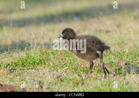 Originaire de Tasmanie Hen Gallinula mortierii Chick photographié en Tasmanie, Australie Banque D'Images