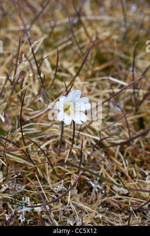 La souris de l'Arctique-ear stellaire, Cerastium articum, Spitzberg, Svalbard, Norvège, Europe Banque D'Images