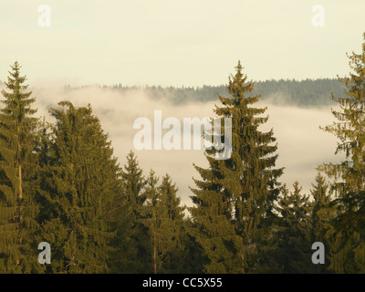 Bois enveloppé dans le brouillard du matin / Wald dans Morgen - Nebel gehüllt Banque D'Images