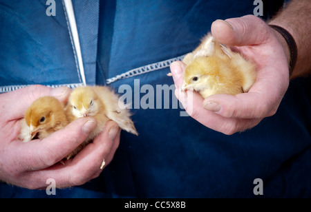Les poussins dans les mains d'un agriculteur Banque D'Images