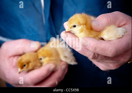Les poussins dans les mains d'un agriculteur Banque D'Images