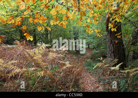 Scènes forestiers et romantique pathways, sous un couvert de feuilles d'automne une forêt dans la forêt de Dean, en Angleterre. Banque D'Images