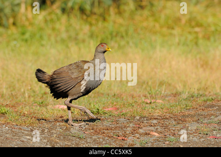 Originaire de Tasmanie Hen Gallinula mortierii photographié adultes en Tasmanie, Australie Banque D'Images