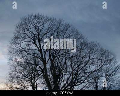 L'érable sycomore sans leavesin le soir / Acer pseudoplatanus / Bergahorn ohne Blätter am Abend Banque D'Images