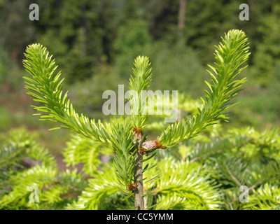 Haut de l'argent / sapin Abies alba / Spitze einer weiss-Tanne Banque D'Images