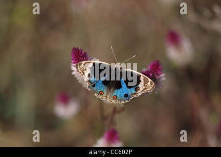 Junonia orithya Pansy (bleu) Banque D'Images