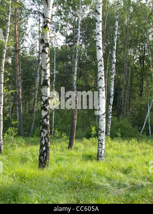 Bois à l'Arrach haute lande / Wald im Arracher Hochmoor Banque D'Images