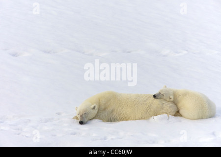 L'ours polaire femelle et 18-month-old cub dormir dans la neige, Spitzberg, Svalbard, Norvège, Europe Banque D'Images