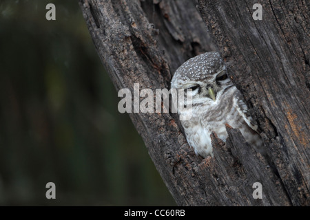 Spotted Owlet (Athene brama) Banque D'Images