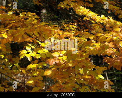 Hêtre en automne / Buche im Herbst Banque D'Images