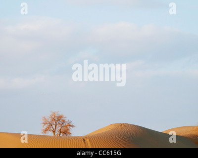 Le peuplier de l'euphrate sur le désert du Taklamakan, Tarim Réserve naturelle nationale du peuplier de l'Euphrate, Xinjiang, Chine Banque D'Images