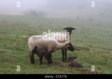 Deux moutons et deux agneaux sur un coteau verdoyant de brouillard dans le nord de la Californie. Banque D'Images