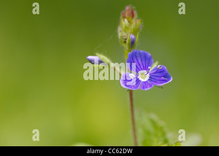 Domaine de Speedwell, Veronica persica, fleur. Banque D'Images