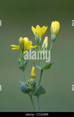 Yellow-Wort, Blackstonia perfoliata chez, fleurs. Banque D'Images