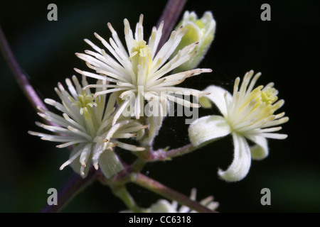 La joie du voyageur, Old Man's Beard, Clematis vitalba, fleurs. Banque D'Images