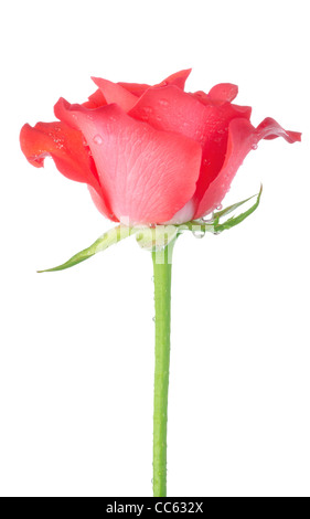 Rose rouge isolé sur fond blanc Banque D'Images
