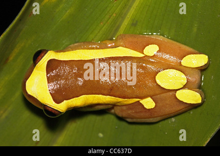 Un clown Dendropsophus leucophyllatus (grenouille) en Amazonie péruvienne Banque D'Images