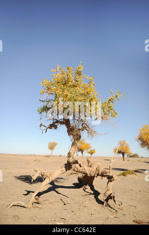 Le peuplier de l'euphrate Tarim Réserve naturelle nationale, la région autonome ouïghoure du Xinjiang, Chine Banque D'Images