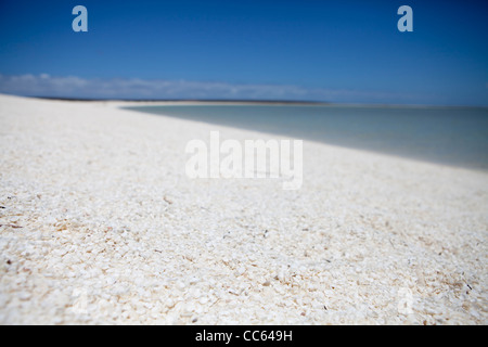 En gros plan des coquillages sur la plage shell avec les eaux bleues tropicales derrière. Banque D'Images