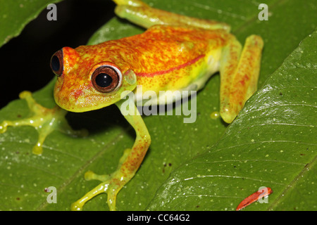 Une Grenouille à pois (Dendropsophus punctatus) pairs comique sur une feuille dans l'Amazonie péruvienne Banque D'Images