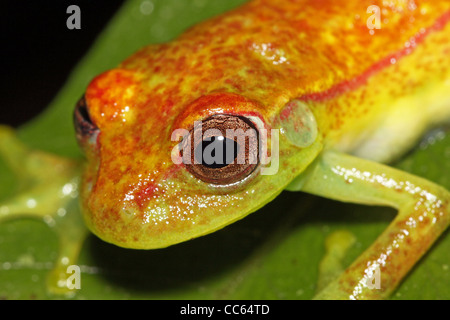 Une Grenouille à pois (Dendropsophus punctatus) pairs comique sur une feuille dans l'Amazonie péruvienne Banque D'Images