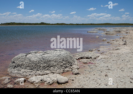 Les stromatolites au lac Thetis, près de Cervantes dans l'ouest de l'Australie Banque D'Images