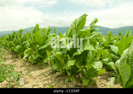 La culture du tabac jusqu'à plantation Banque D'Images