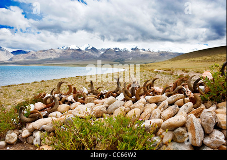 Tas de pierres mani et les cornes de yak à côté du lac Tangra Yumco, Ngari, Tibet, Chine Banque D'Images