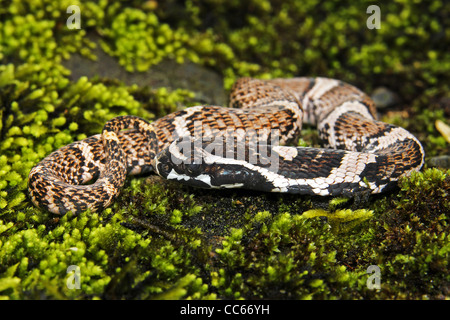 Un bébé faux géant (Viper Xenodon severus) dans l'Amazonie péruvienne (aka faux géant de fer-de-lance) Banque D'Images