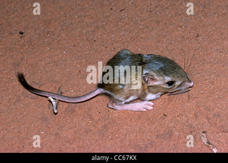 Jeune Ord's Kangaroo Rat (Dipodomys ordi) reposant dans le sable, région de Moab, Utah USA. Banque D'Images