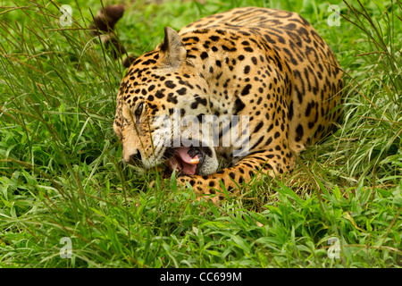 Un jaguar est couché dans une herbe verte dense et haute, sa bouche ouverte dans un bâillement ou une vocalisation, révélant sa langue et ses dents roses. Le pelage tacheté de l'animal est clairement visible, avec des rosettes noires Banque D'Images