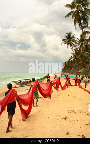 Rassemblement des pêcheurs filet de pêche sur la plage de Wadduwa Sri Lanka Asie Banque D'Images