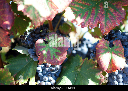 Voir de près un raisin à Châteauneuf-du-Pape, France Banque D'Images