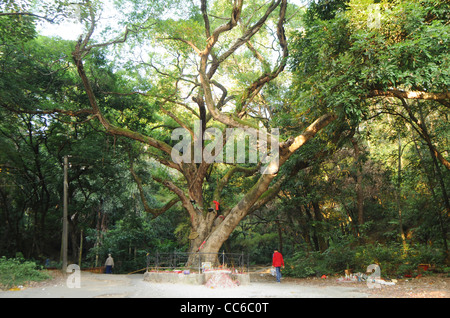 Ficus microcarpa géant, Mt. Xishan Scenic Resort de Guiping, xi, Guangxi, Chine Banque D'Images