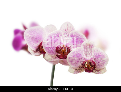 Orchidée fleur violet sur fond blanc fond isolé Banque D'Images