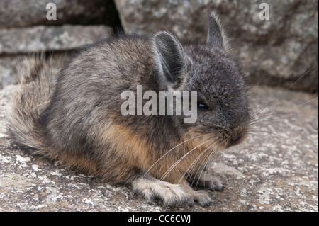 Le Pérou. Chinchilla dans les anciennes ruines Incas de Machu Picchu. Banque D'Images