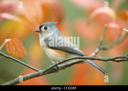 Chant Mésange Banque D'Images