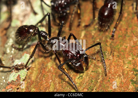 Bullet les fourmis dans l'Amazonie péruvienne : la plus pénible et dangereux d'insectes piqueurs dans le monde ! Banque D'Images